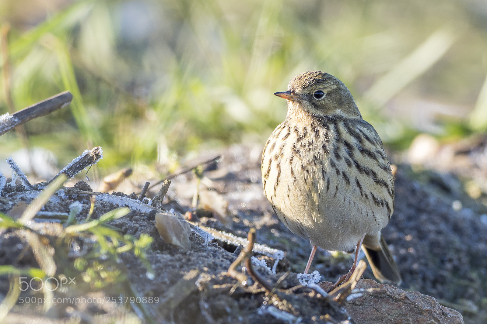Olympus OM-D E-M1 Mark II sample photo. Pipit farlouse photography