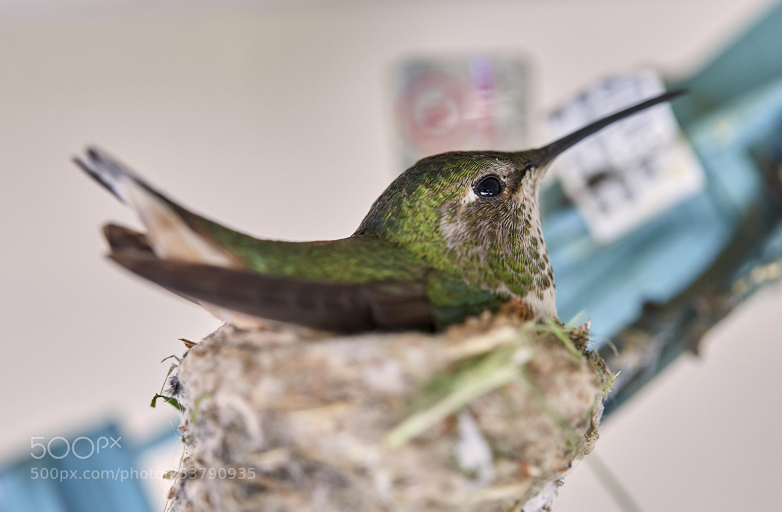 Canon EOS 6D Mark II sample photo. Sharp eye!! photography