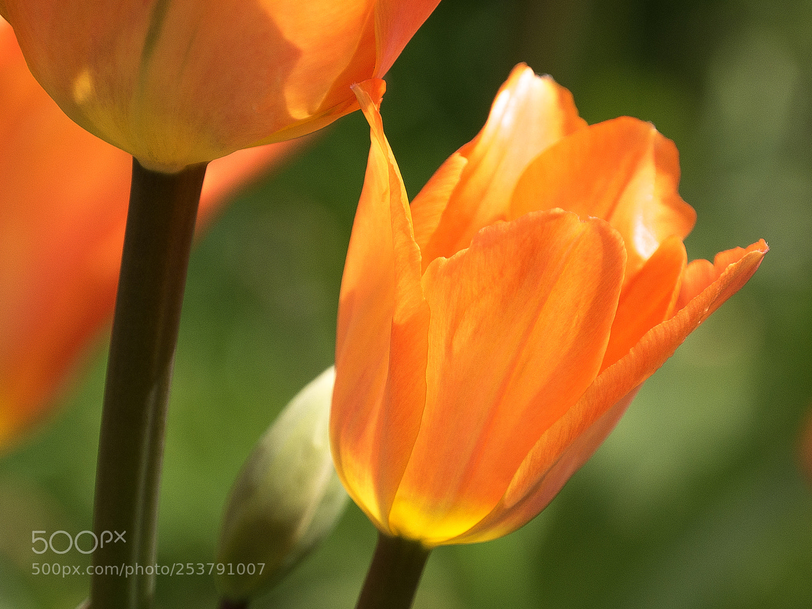 Panasonic DMC-G70 sample photo. Spring flowers photography