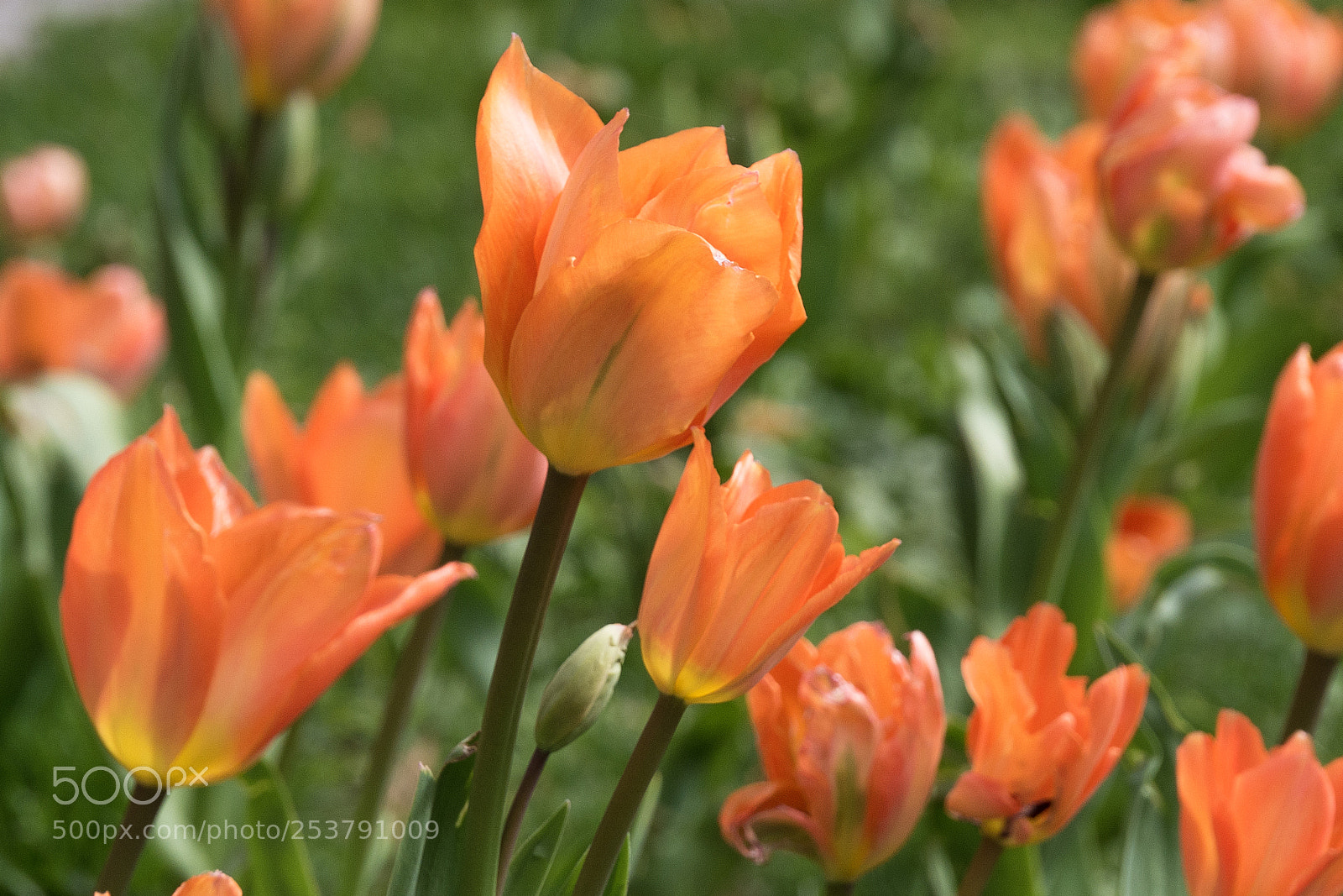 Panasonic DMC-G70 sample photo. Spring flowers photography