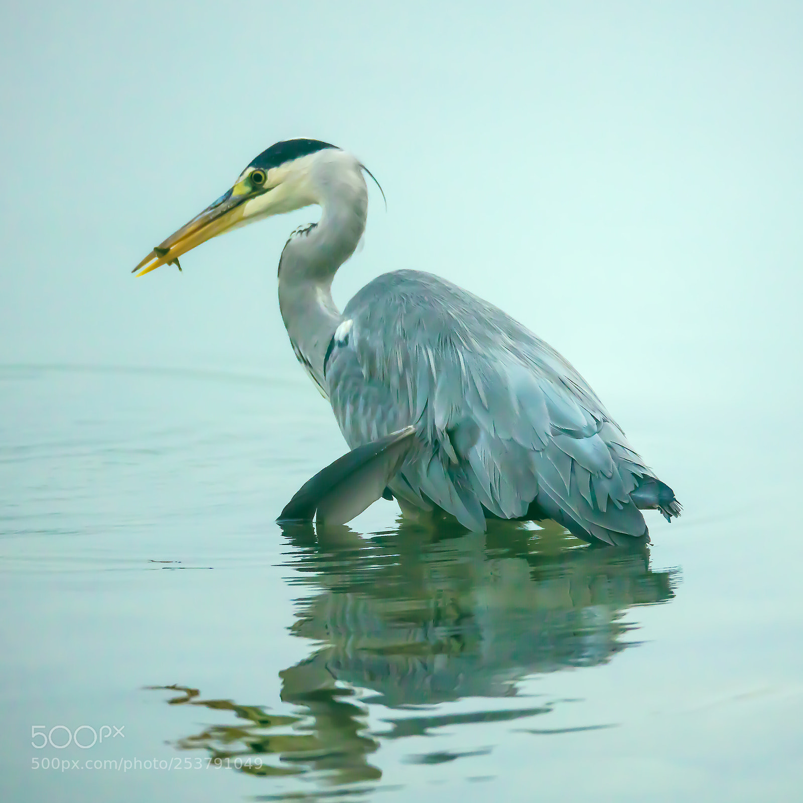 Canon EOS 5DS R sample photo. Catch of the day photography