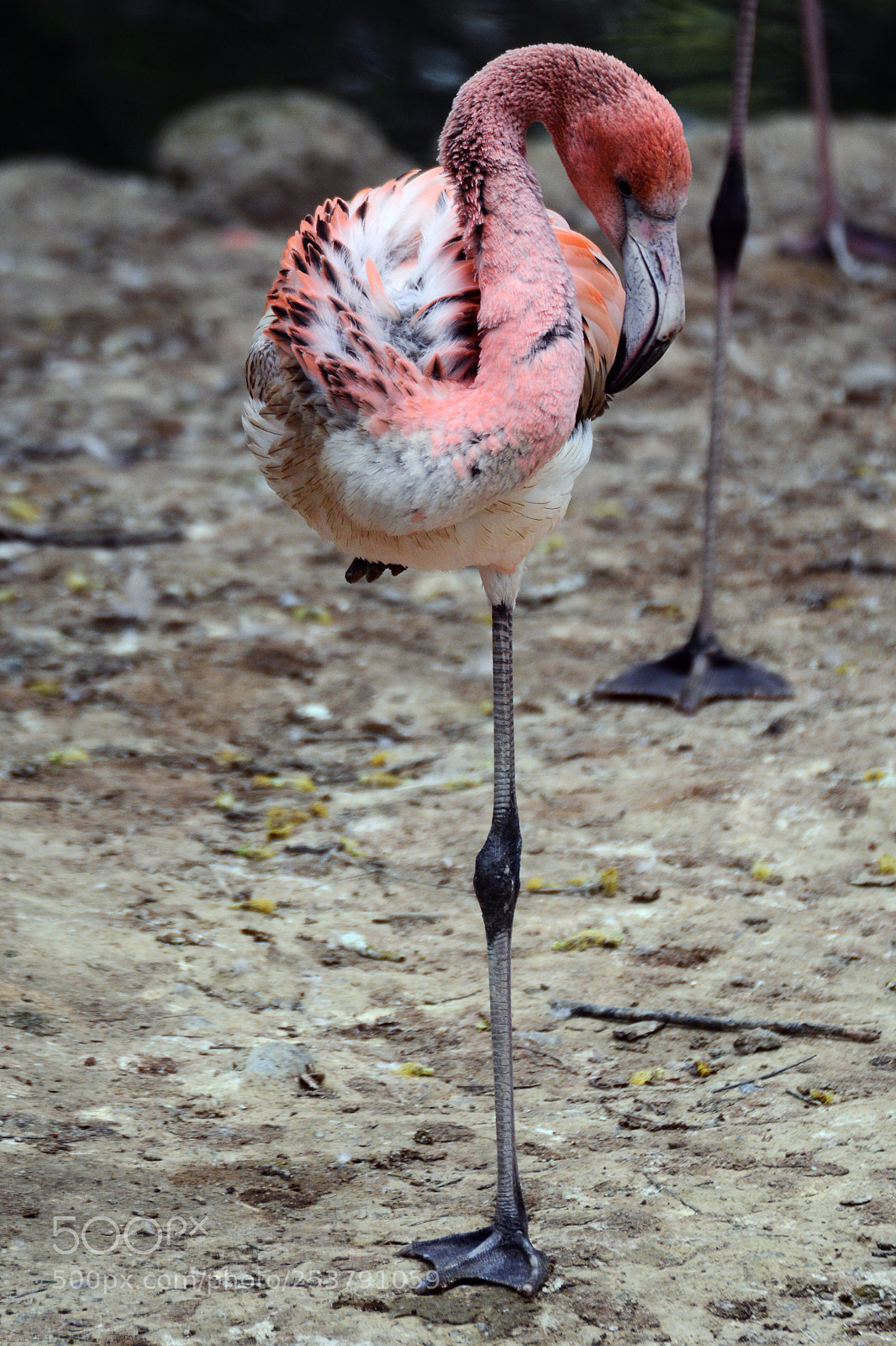 Nikon D7100 sample photo. Tierpark hellabrunn / 15.04.2017 photography