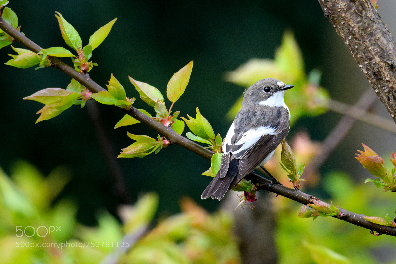 Nikon D500 sample photo. European pied flycatcher photography
