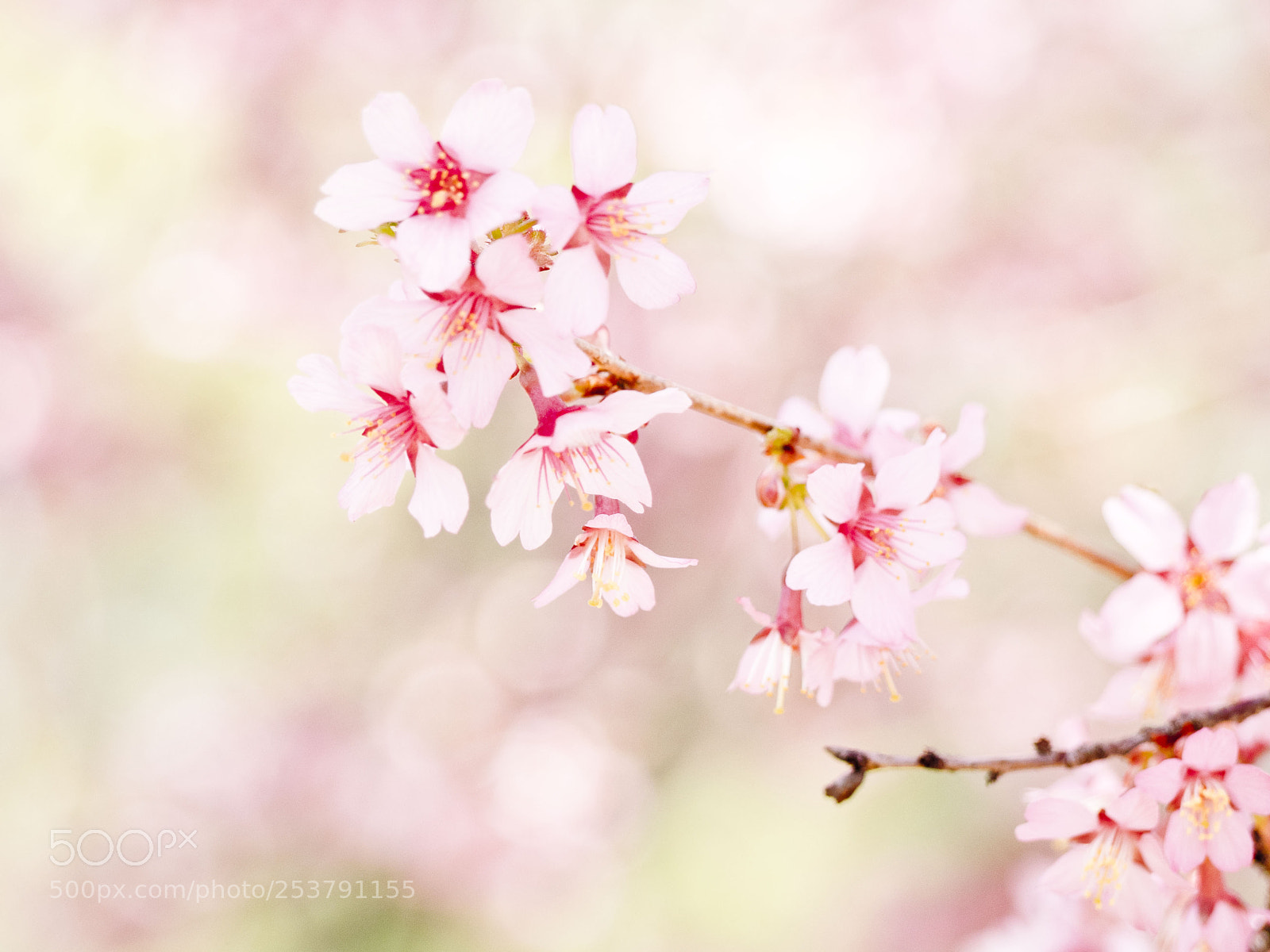 Olympus OM-D E-M1 sample photo. 2018 cherry blossom, maplewood, nj photography