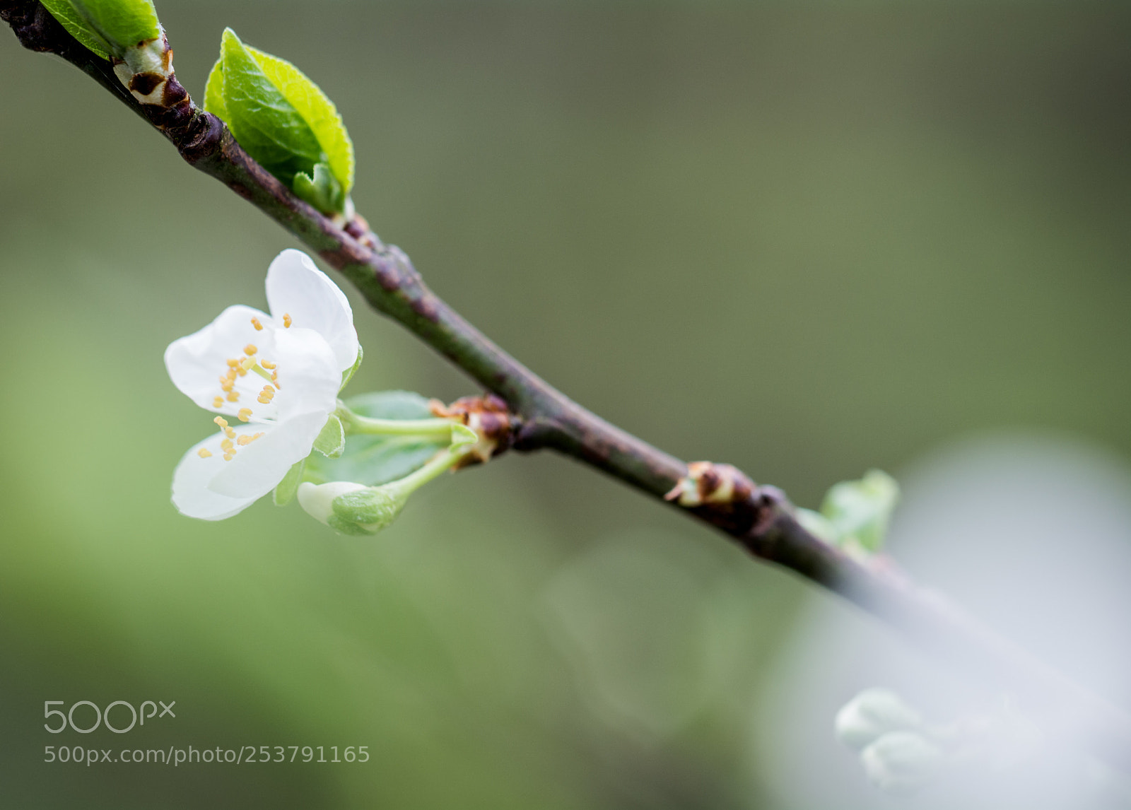 Nikon D5200 sample photo. White blossom photography