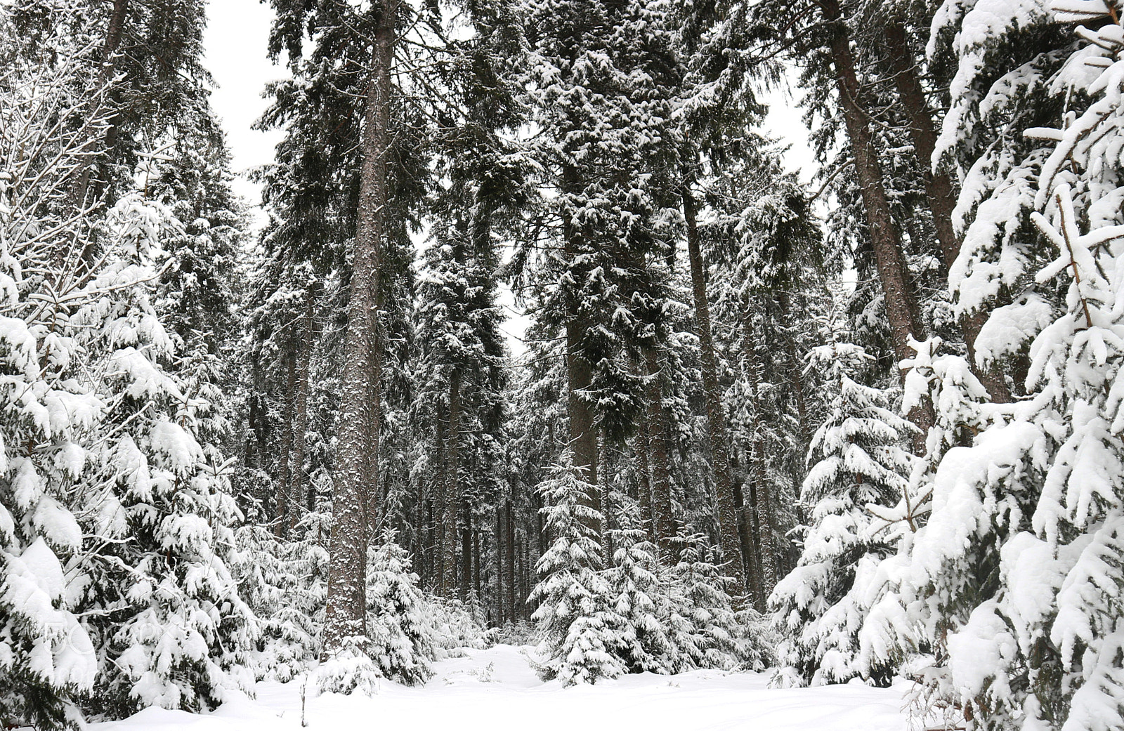 Canon EOS M10 sample photo. Snow trees photography