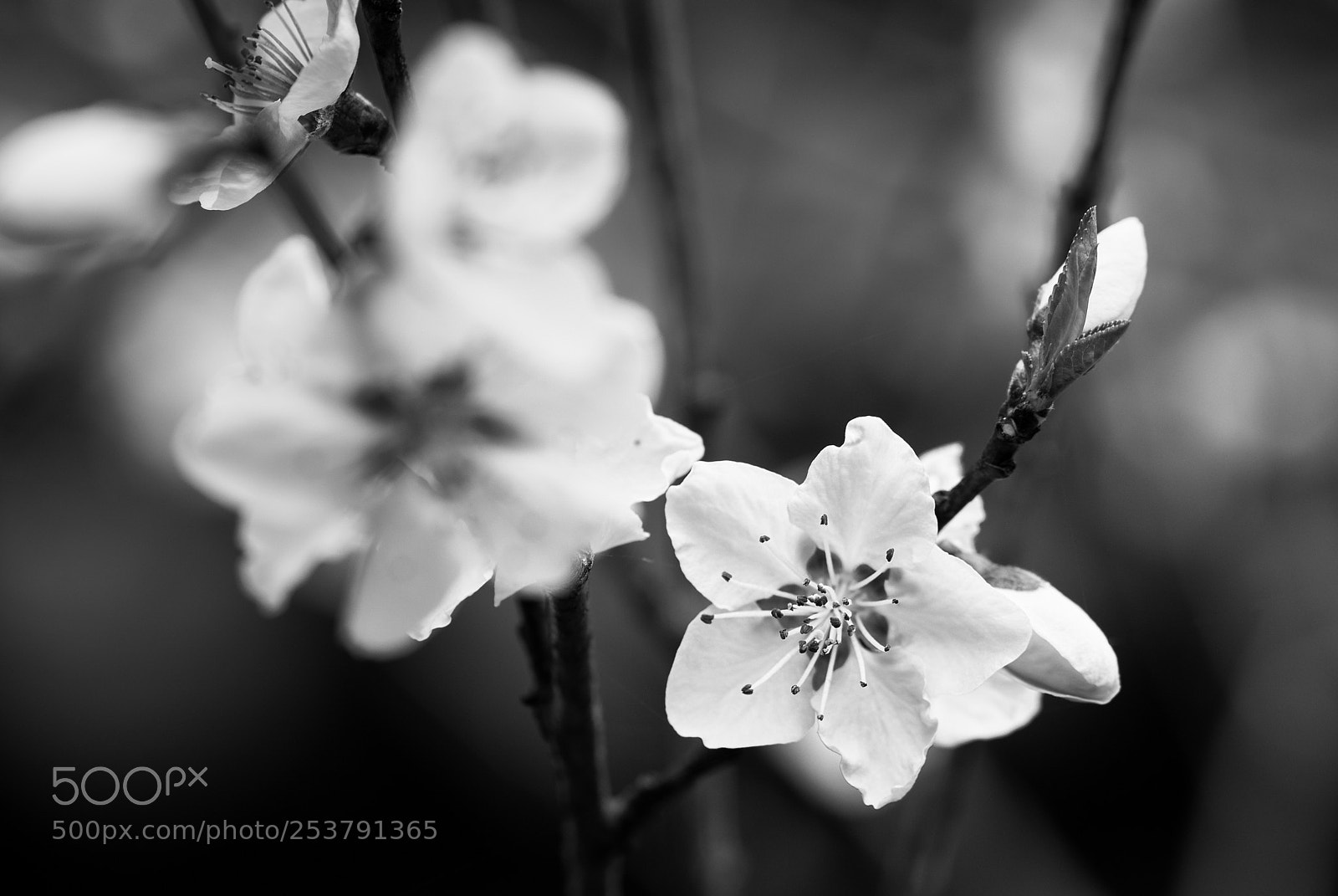 Nikon D5200 sample photo. Cherry blossom black and photography