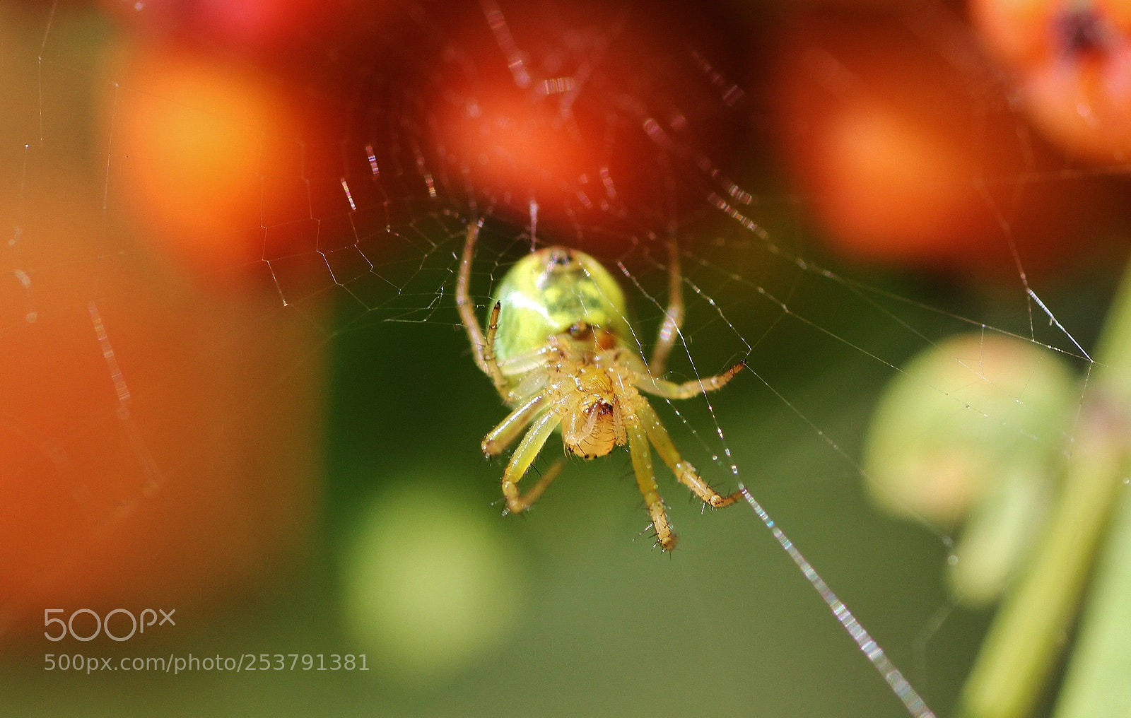Canon EOS 550D (EOS Rebel T2i / EOS Kiss X4) sample photo. Spider photography