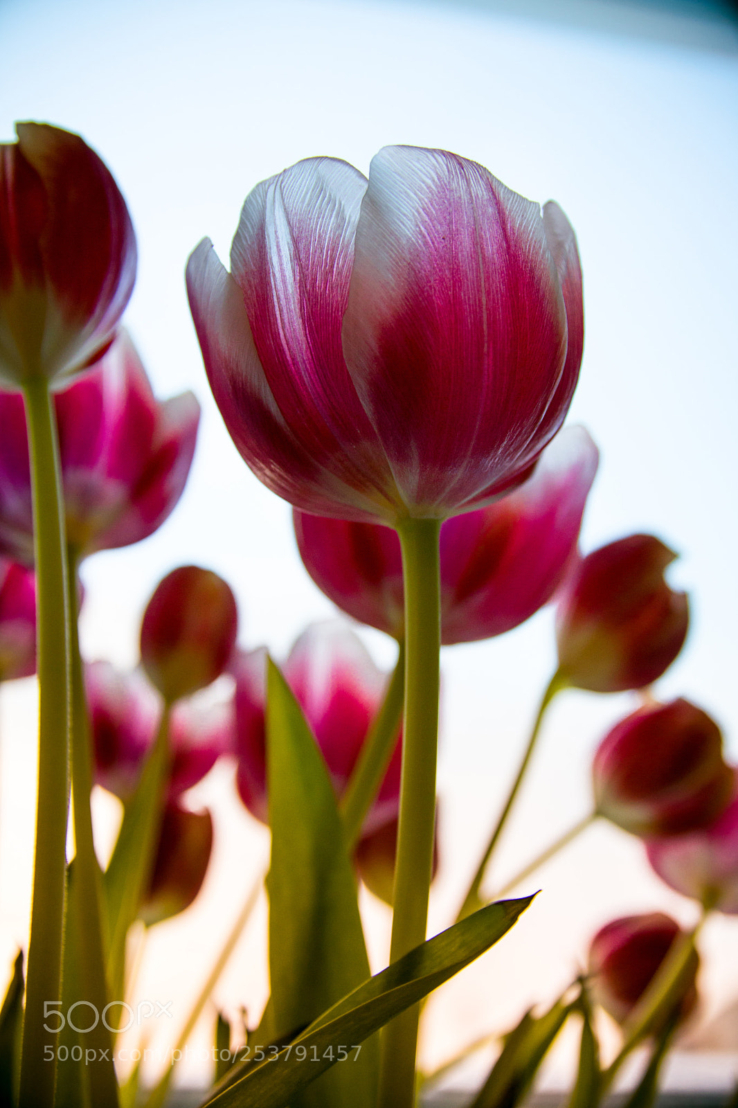 Canon EOS 77D (EOS 9000D / EOS 770D) sample photo. Transparent tulip-2 photography