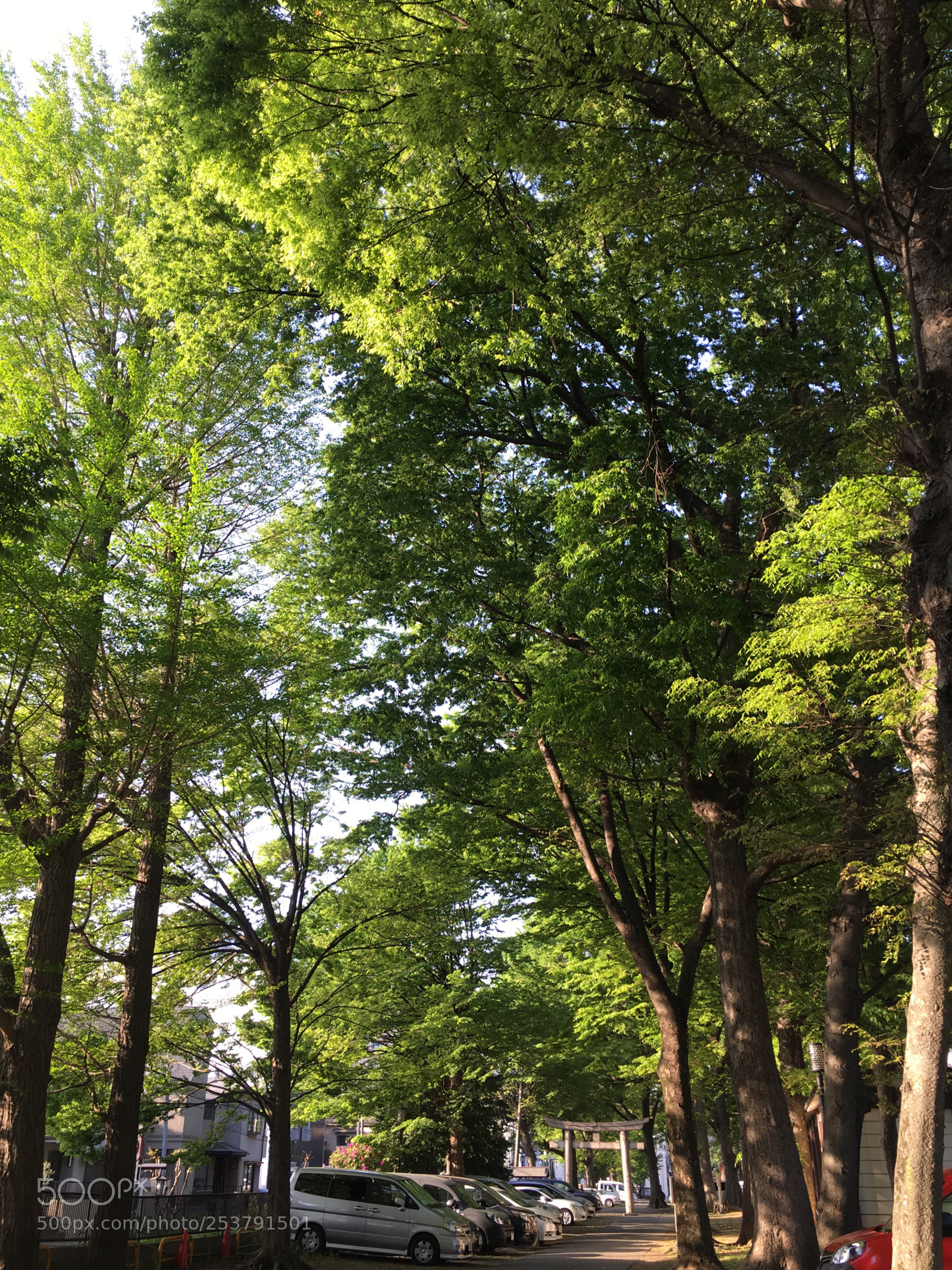 Apple iPhone 6s Plus sample photo. Spring2018 tree leaves photography