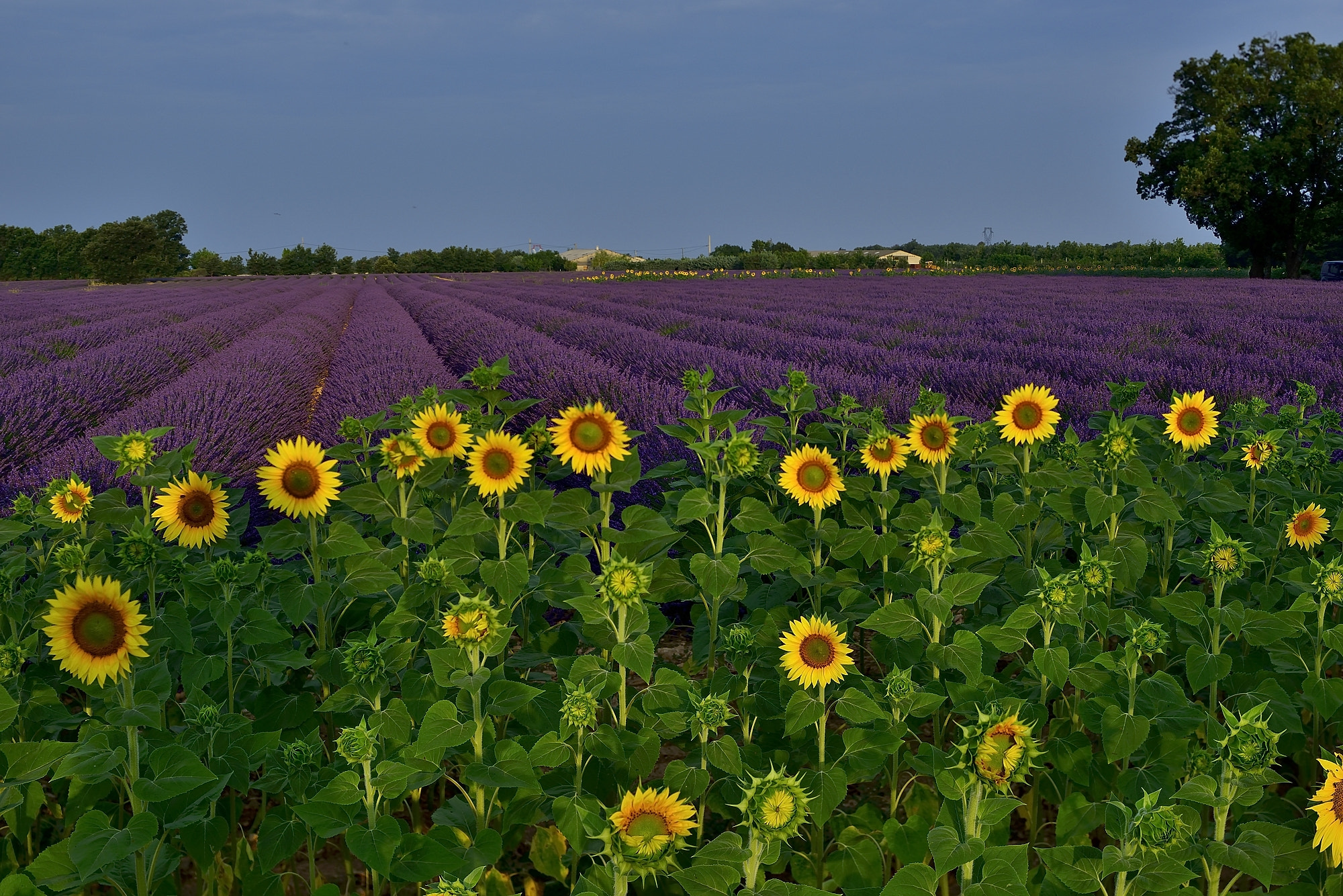 Nikon D800E + Nikon PC-E Nikkor 45mm F2.8D ED Tilt-Shift sample photo. Sunflower&lavander photography