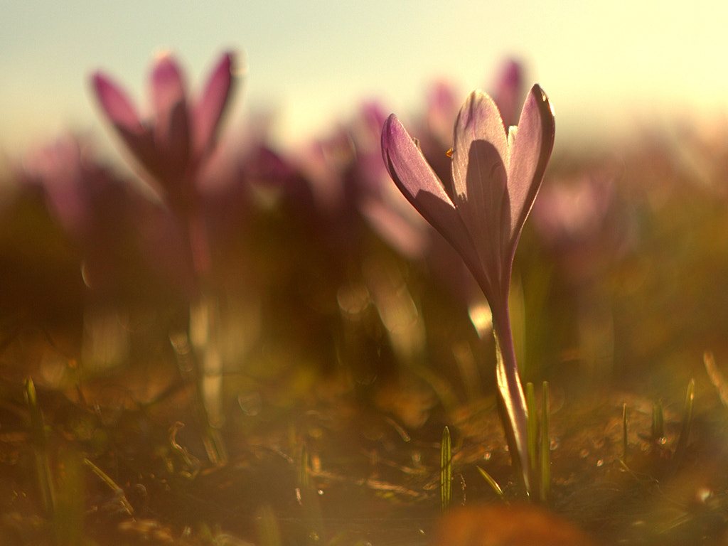 Canon EF 35-80mm f/4-5.6 sample photo. Crocus photography