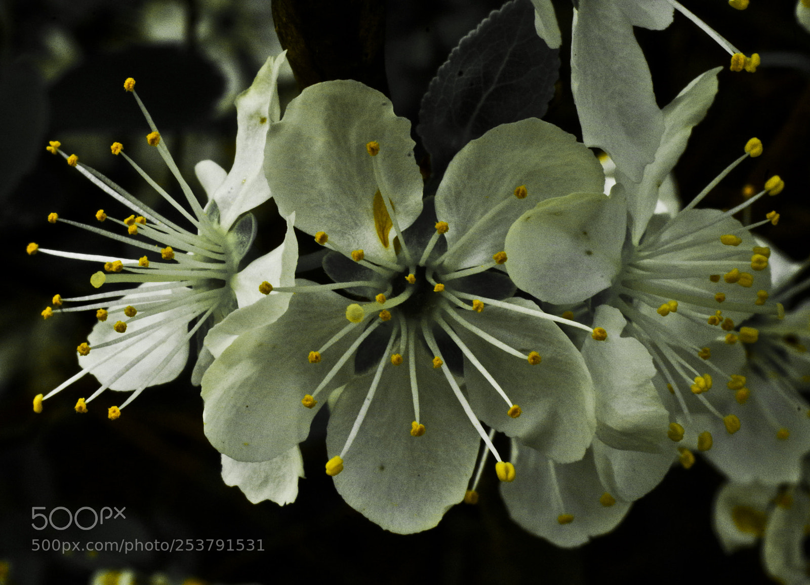 Pentax K-30 sample photo. Needles photography