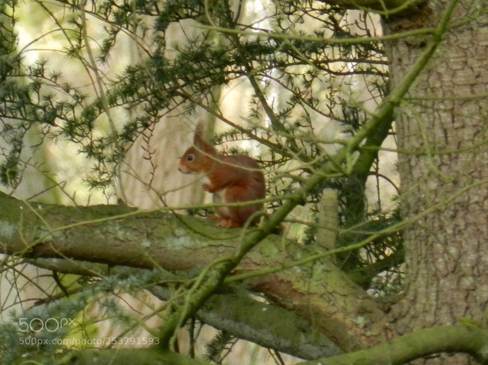 Nikon Coolpix P500 sample photo. Hab dich doch noch photography