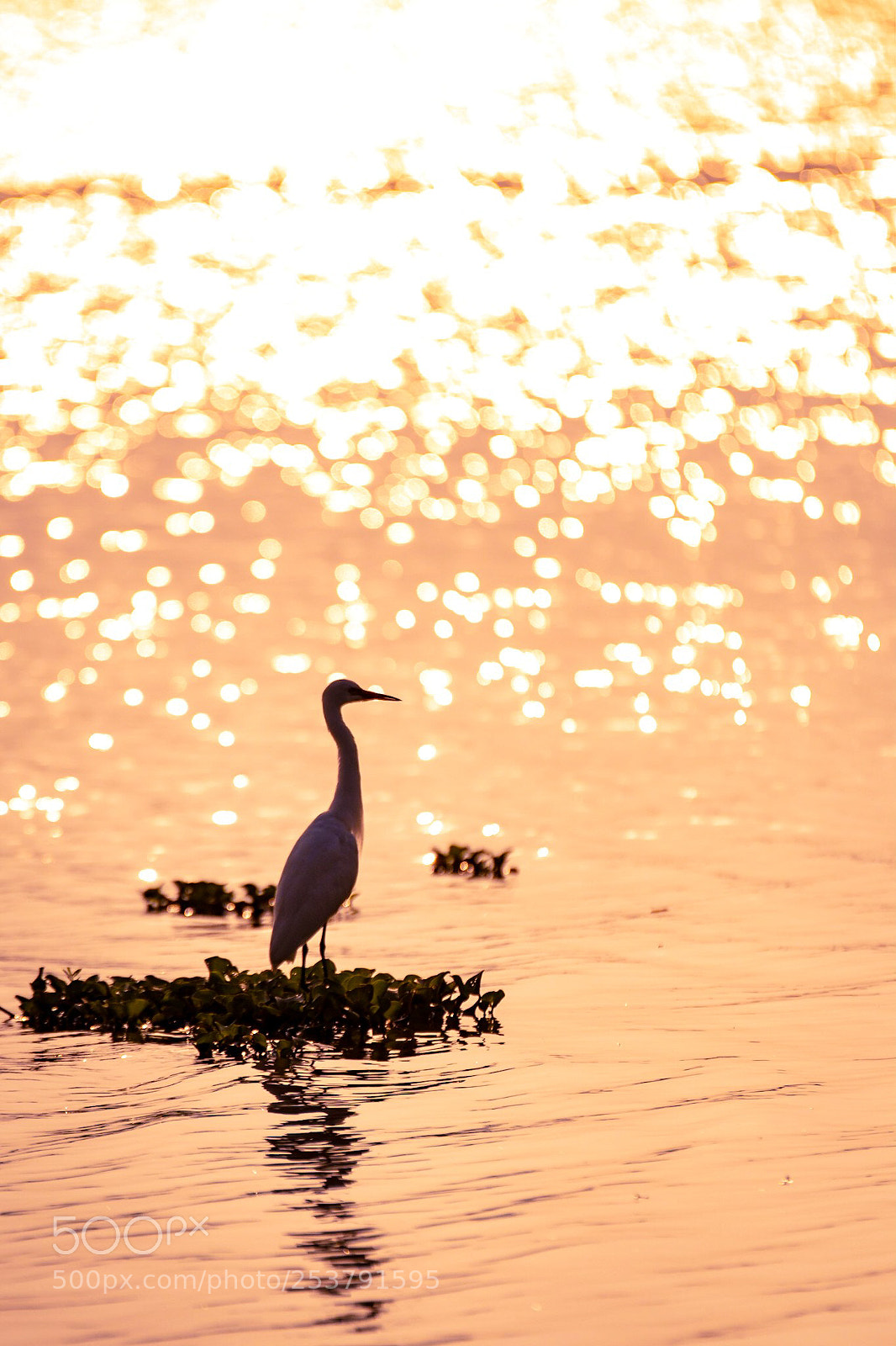 Nikon D500 sample photo. Glittering morning lake and photography