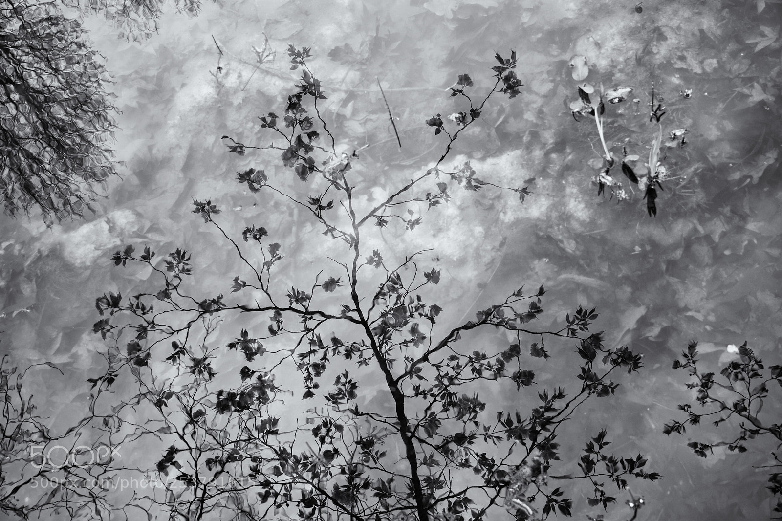 Nikon D5200 sample photo. Cherry tree (reflection) photography