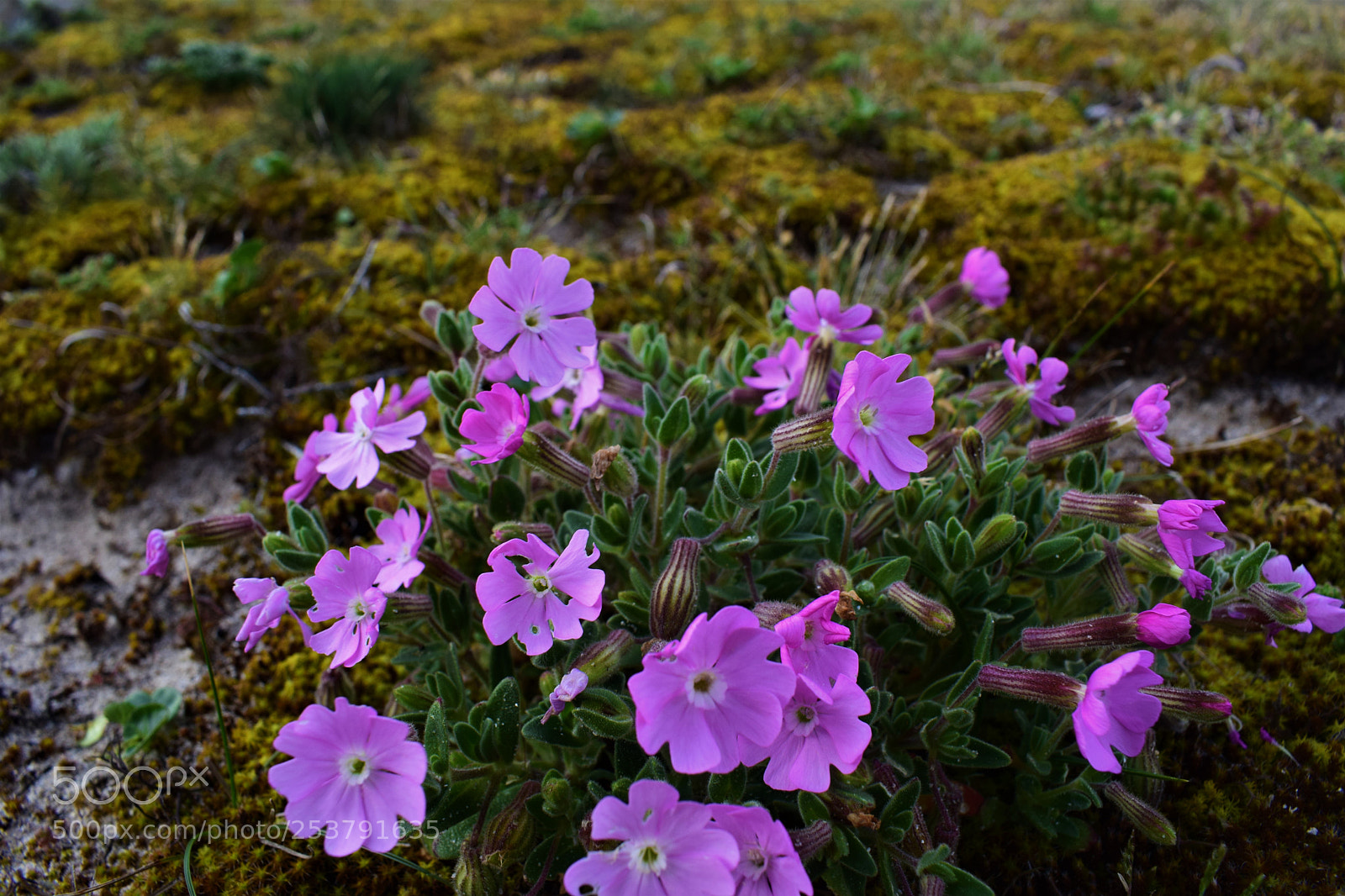 Nikon D3300 sample photo. Flowers photography