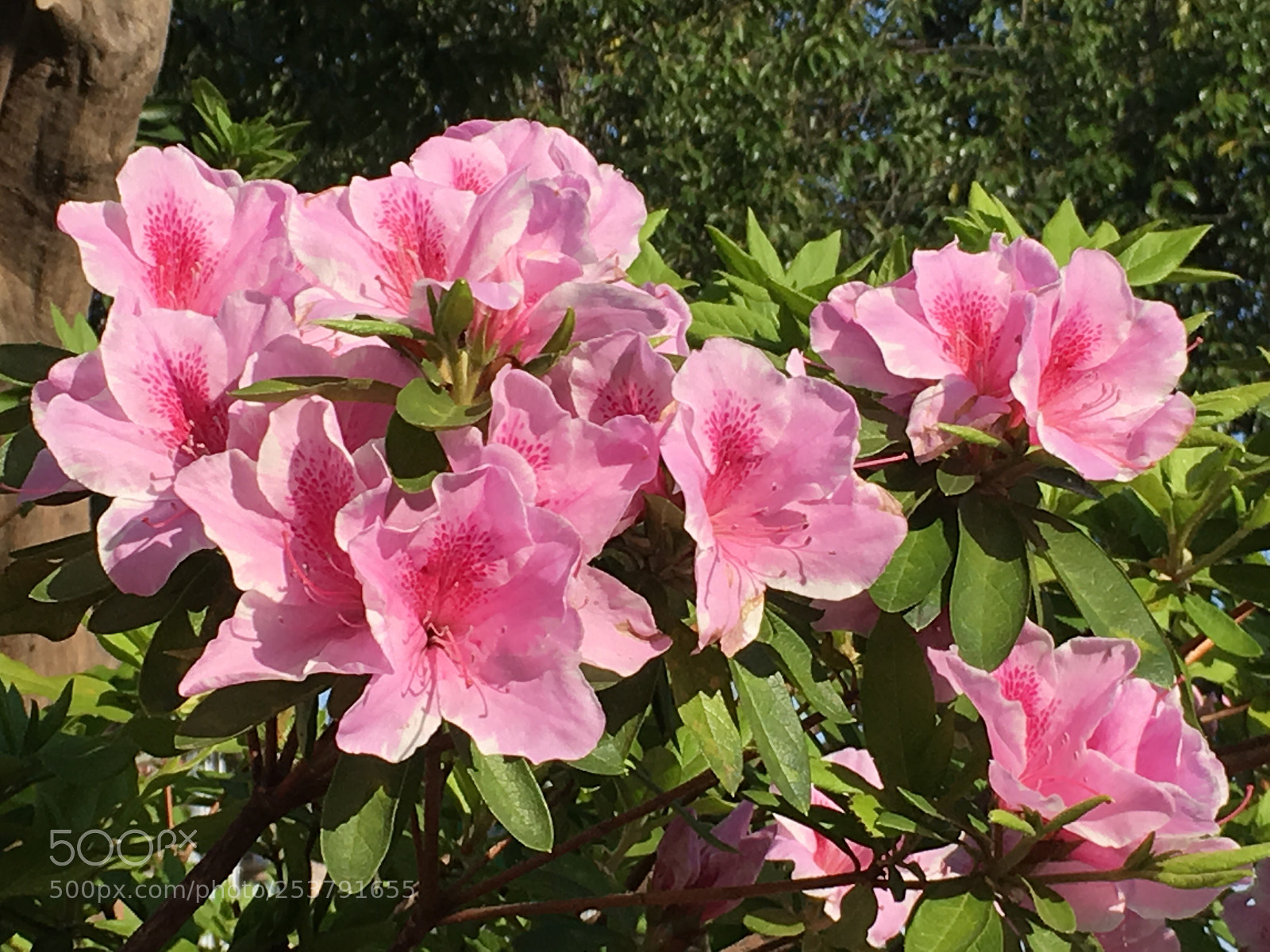 Apple iPhone 6s Plus sample photo. Spring2018 flowers photography