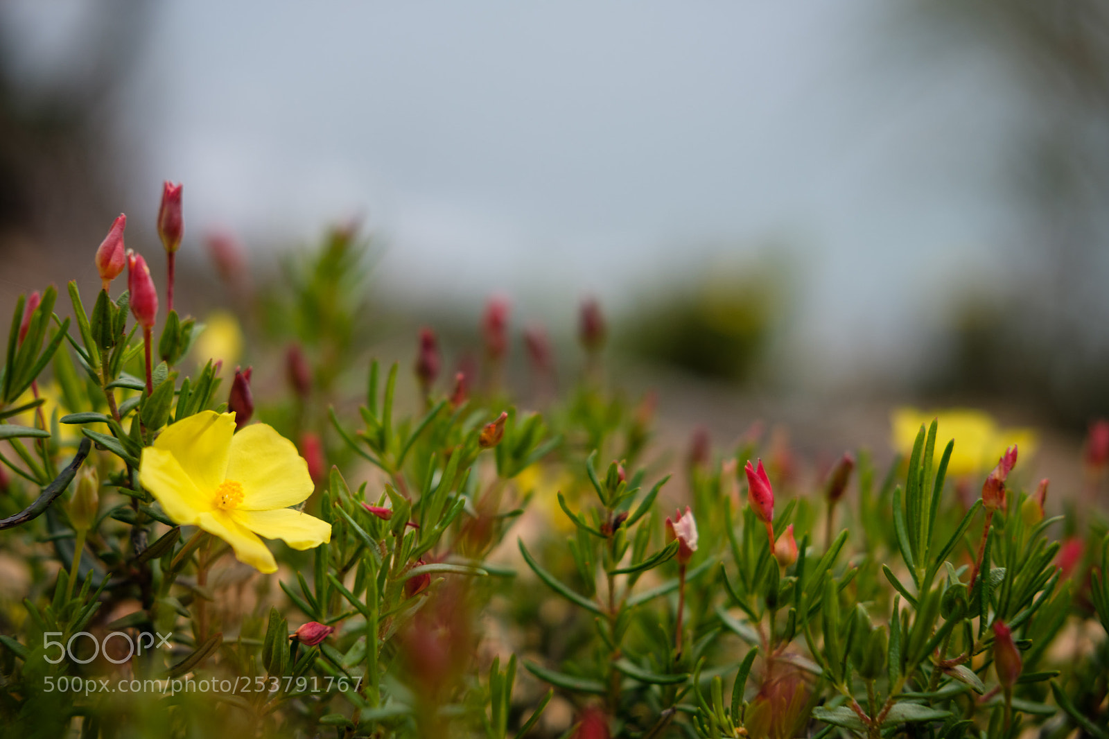 Fujifilm X-T20 sample photo. Lonely flower photography