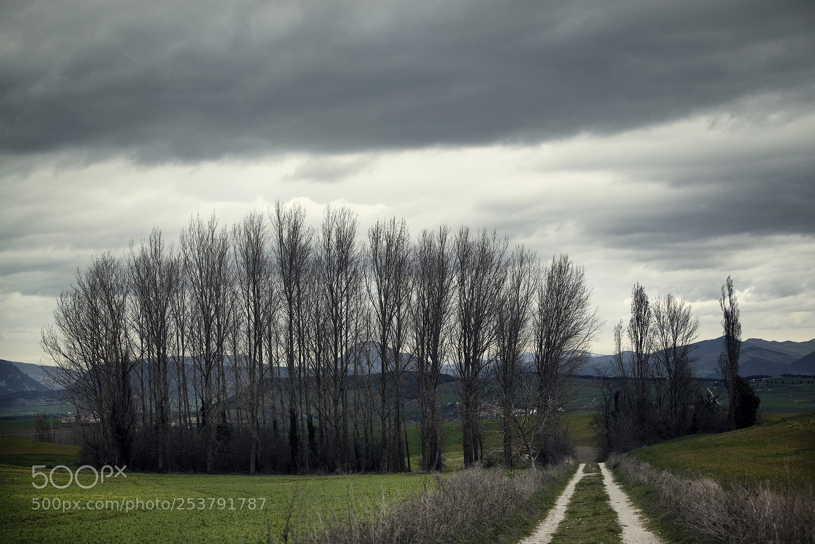 Canon EOS 5D Mark II sample photo. Mist and way photography