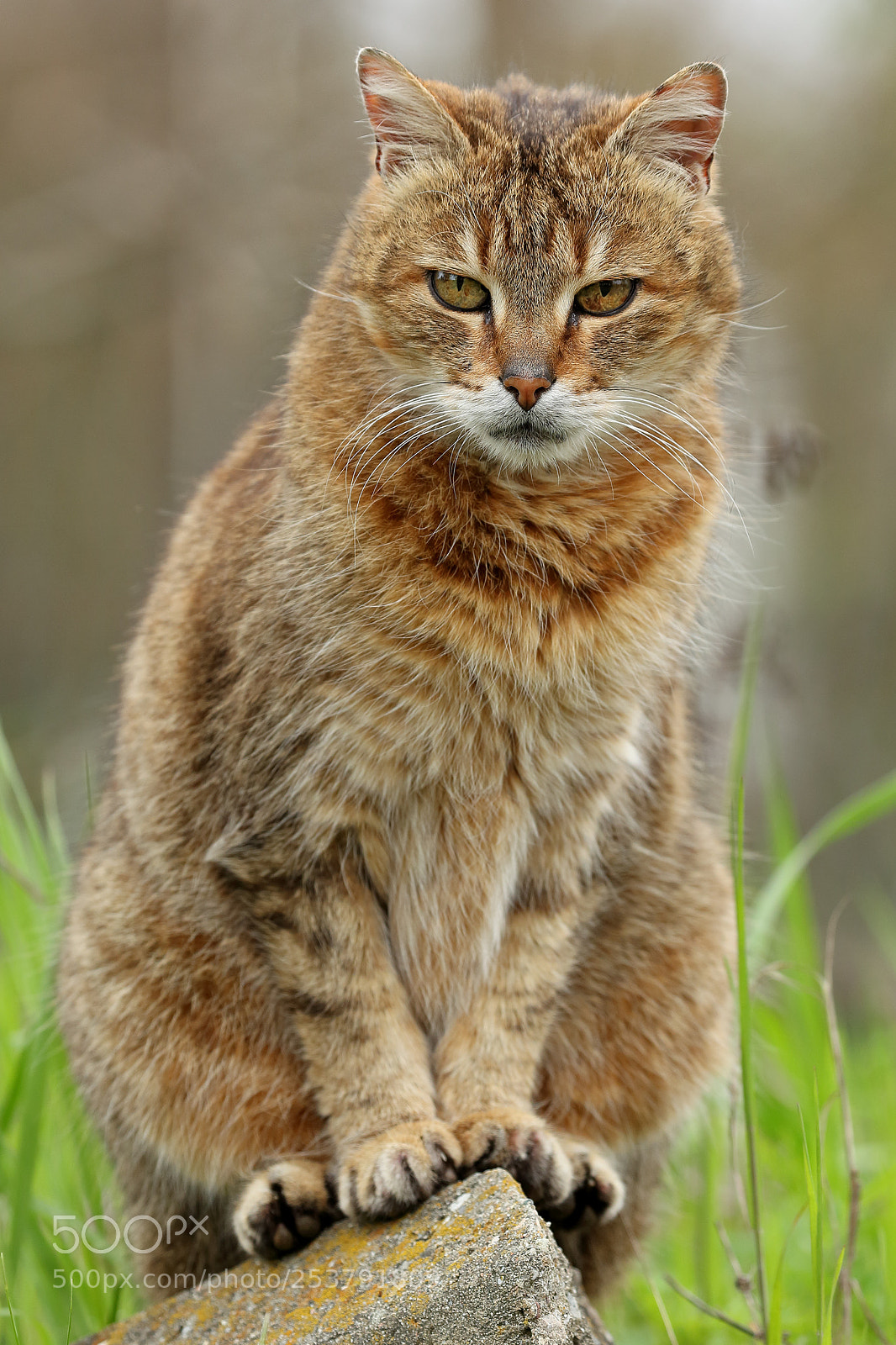 Canon EOS-1D Mark IV sample photo. Dori on the top photography