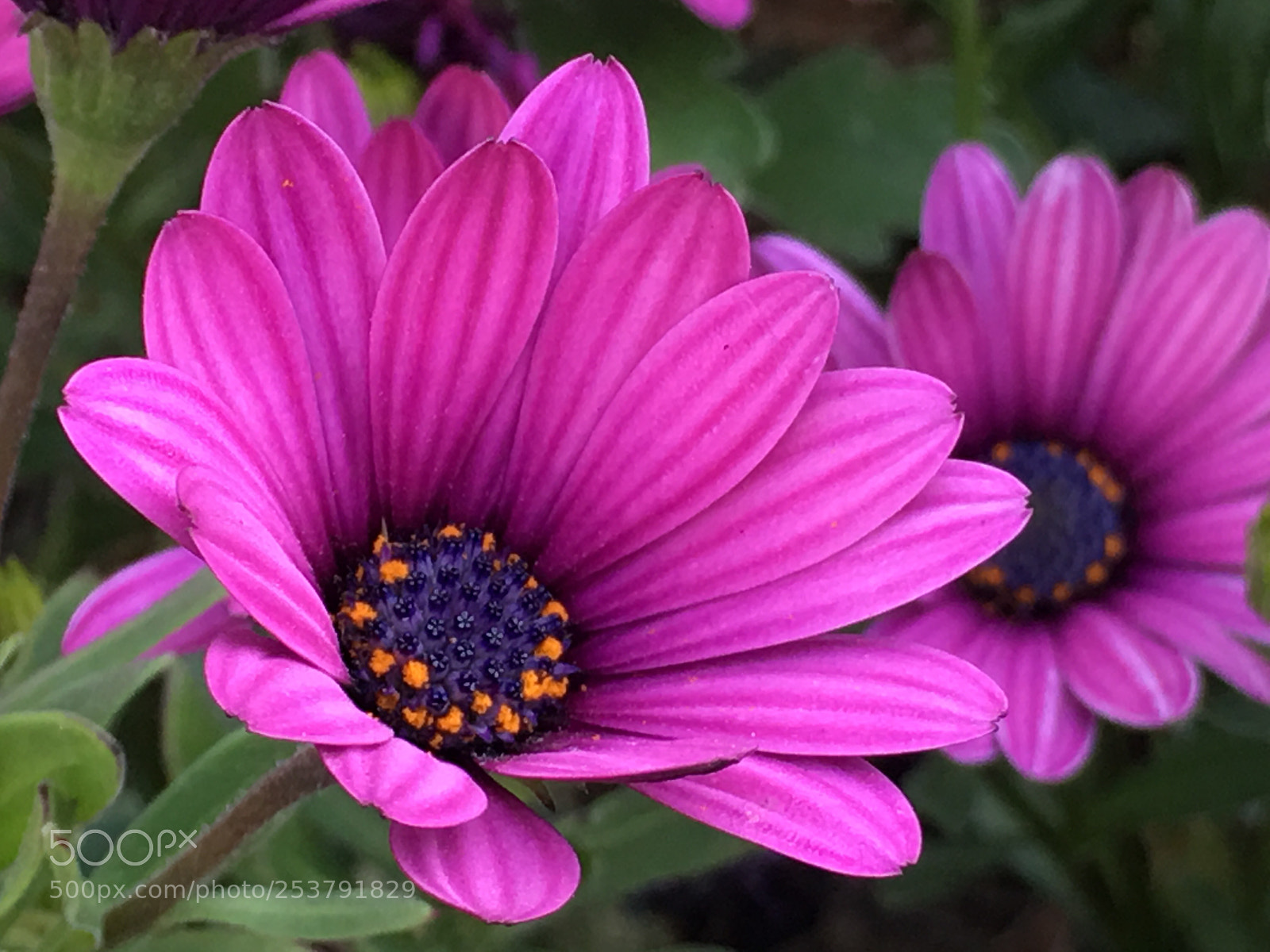 Apple iPhone 6s Plus sample photo. Spring2018 flowers photography