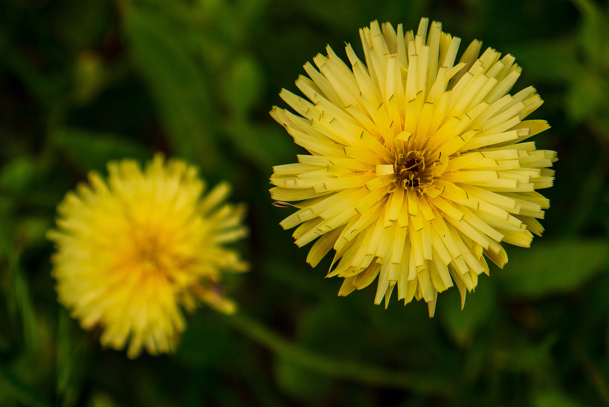 Panasonic Lumix DMC-GF3 sample photo. Spring's colors photography