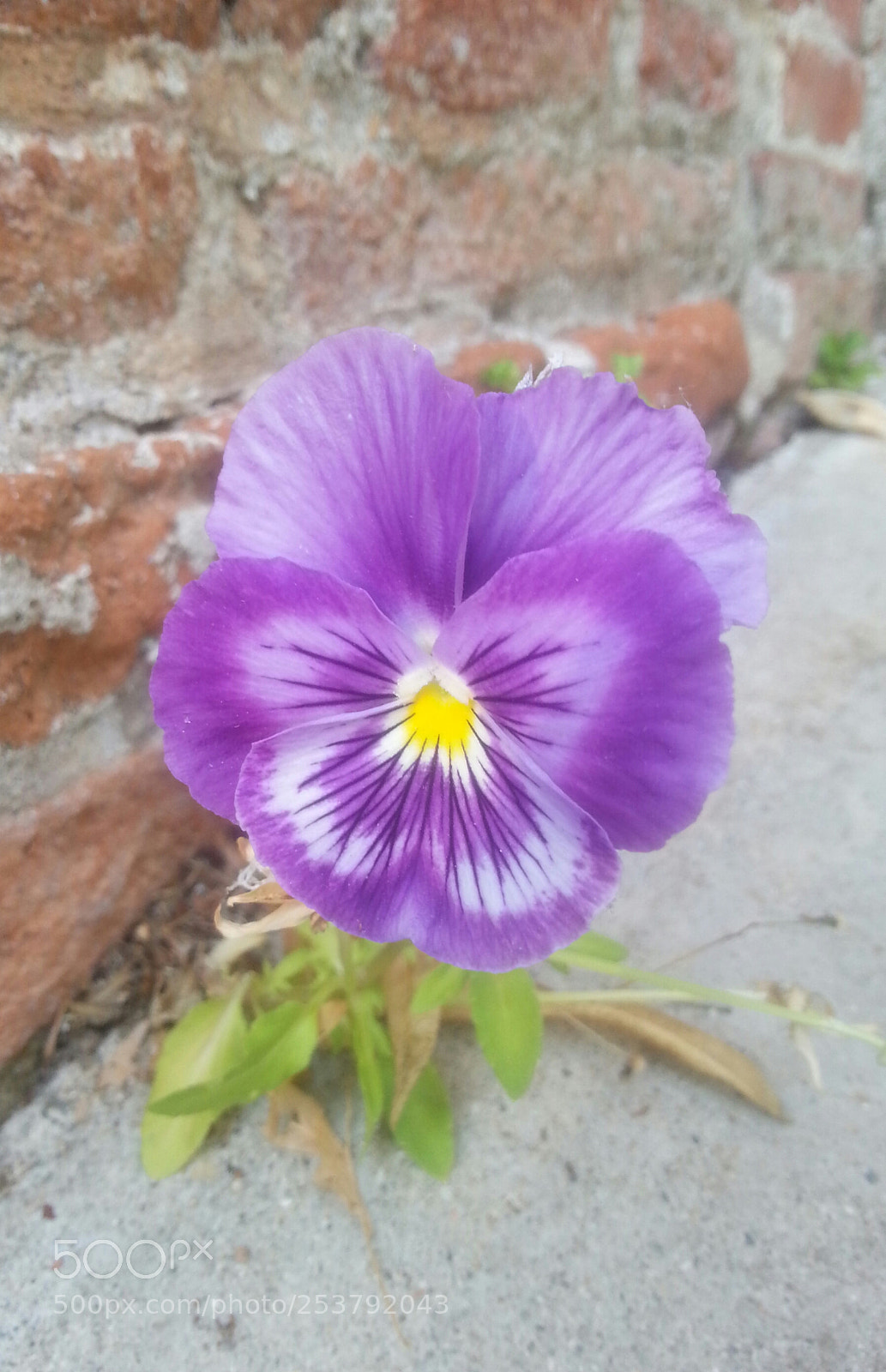 Samsung Galaxy S3 sample photo. Untitled photography