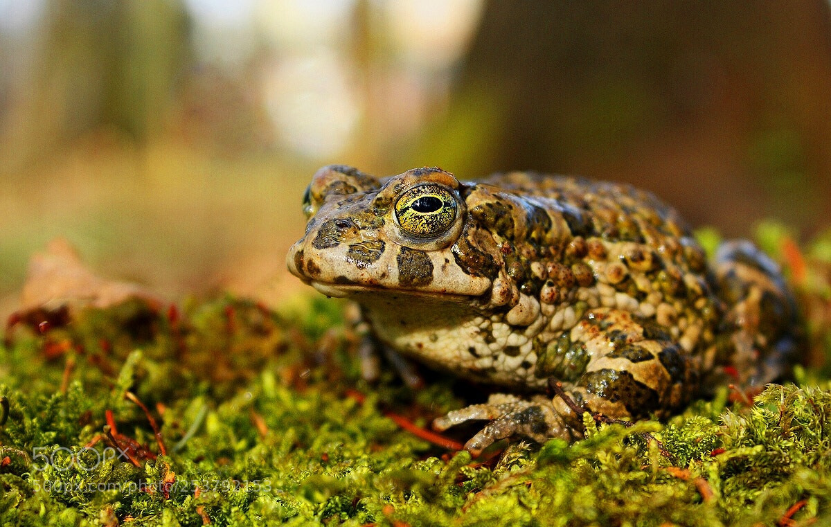 Canon EOS 450D (EOS Rebel XSi / EOS Kiss X2) sample photo. Bufo viridis photography