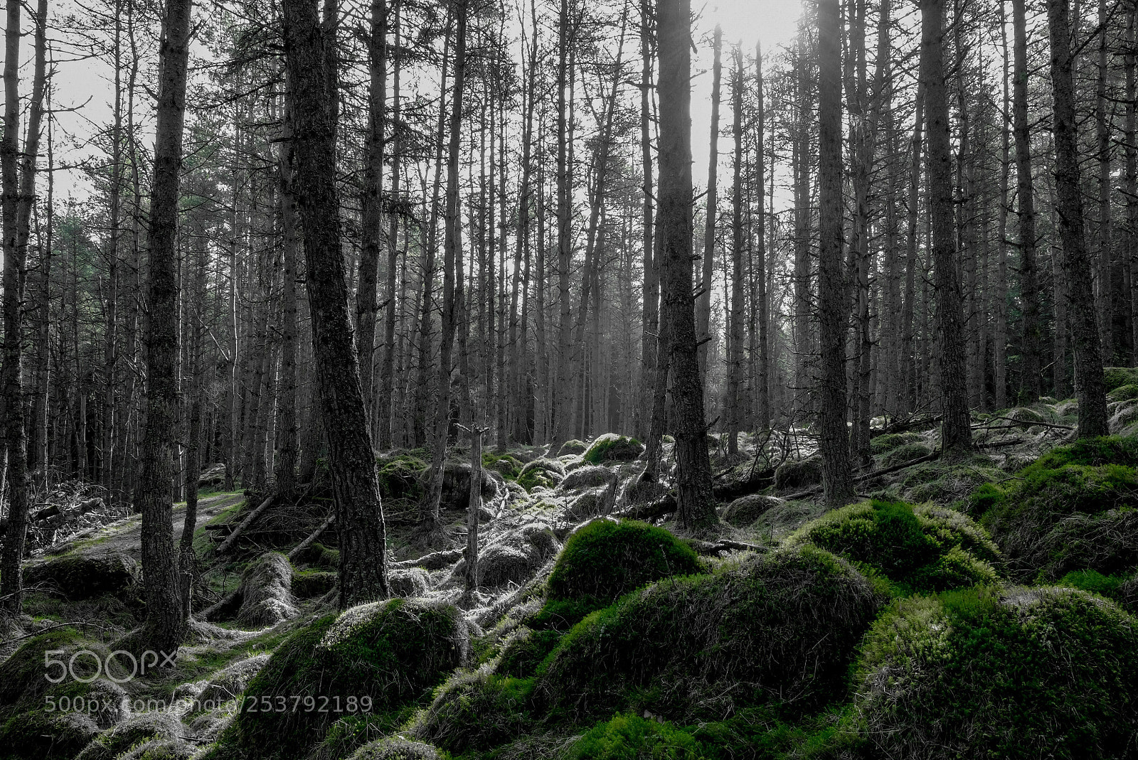 Fujifilm X-T2 sample photo. Forest moss photography