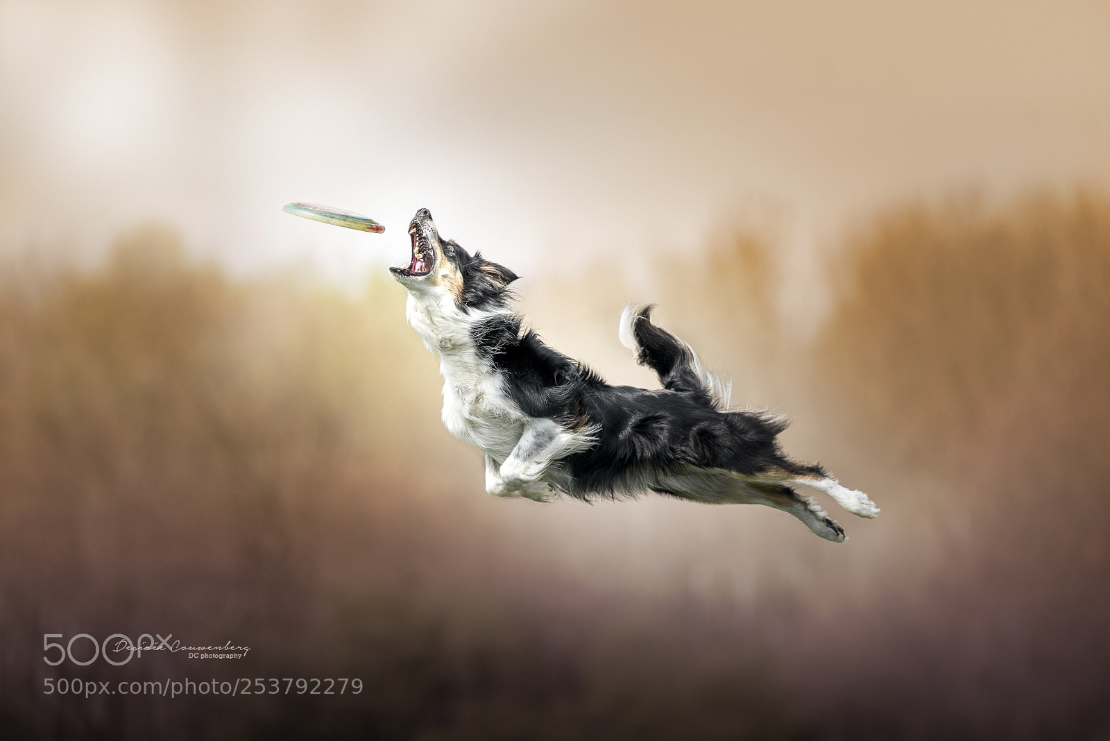 Nikon D810 sample photo. Flying dog photo is photography