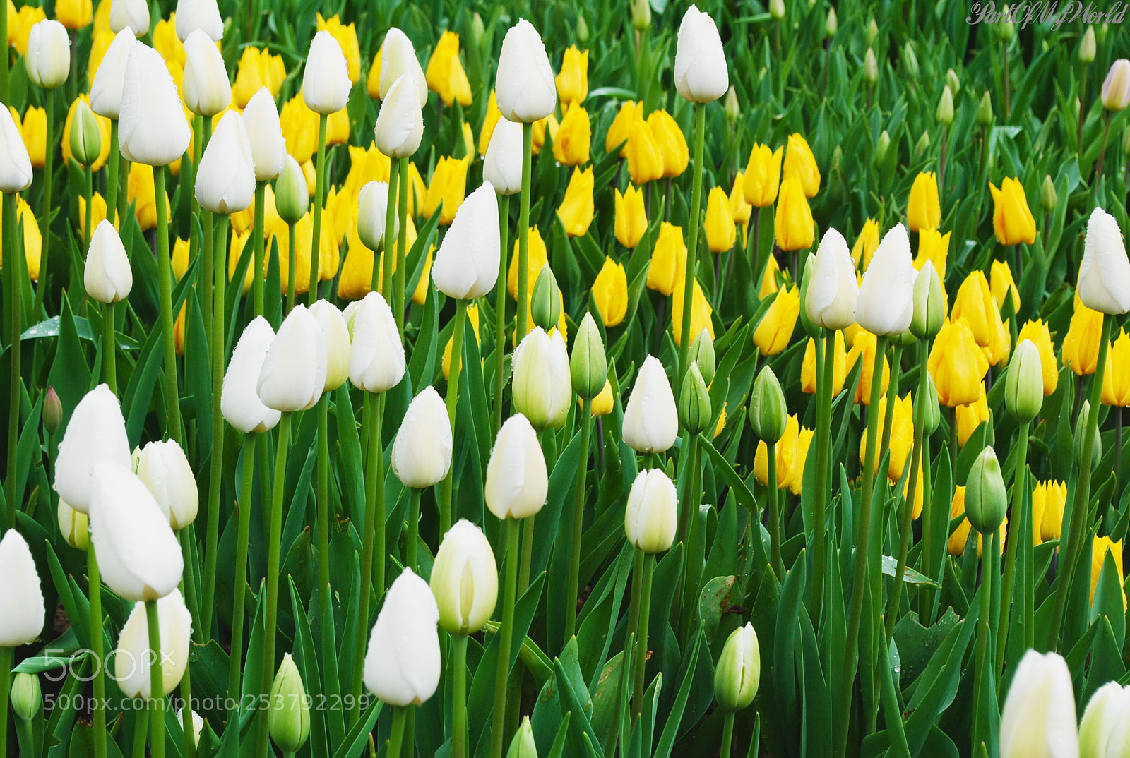 Nikon D3000 sample photo. Some tulips in emirgan photography