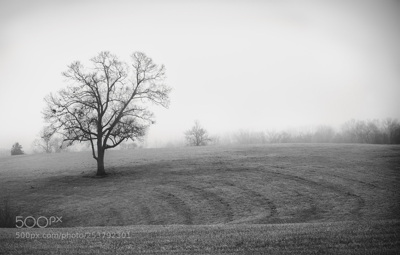 Nikon D7100 sample photo. Tree at dawn bw photography