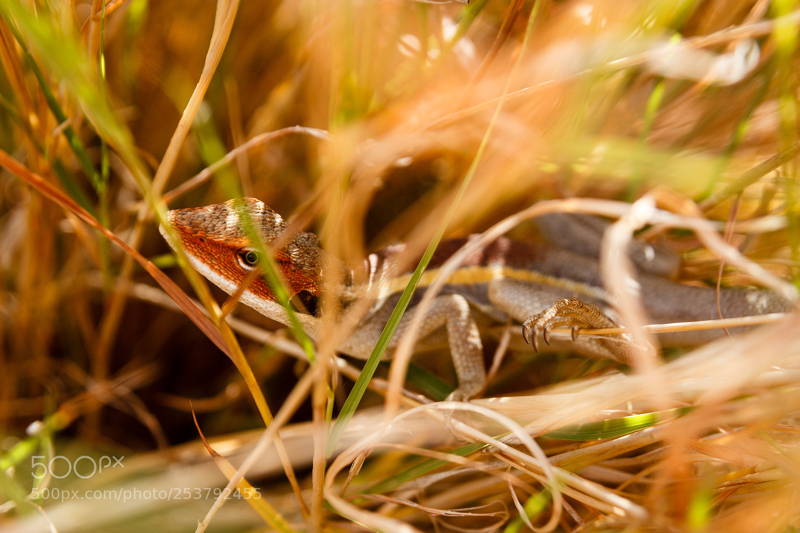 Canon EOS 60D sample photo. Salamander photography