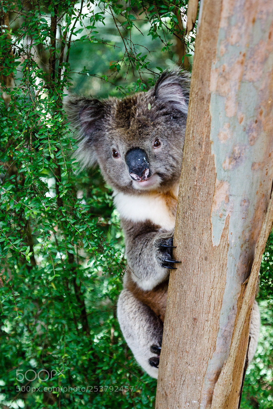 Canon EOS 60D sample photo. Koala photography