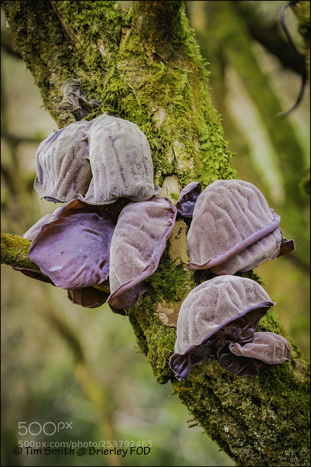 Nikon D500 sample photo. Fod fungus apr photography