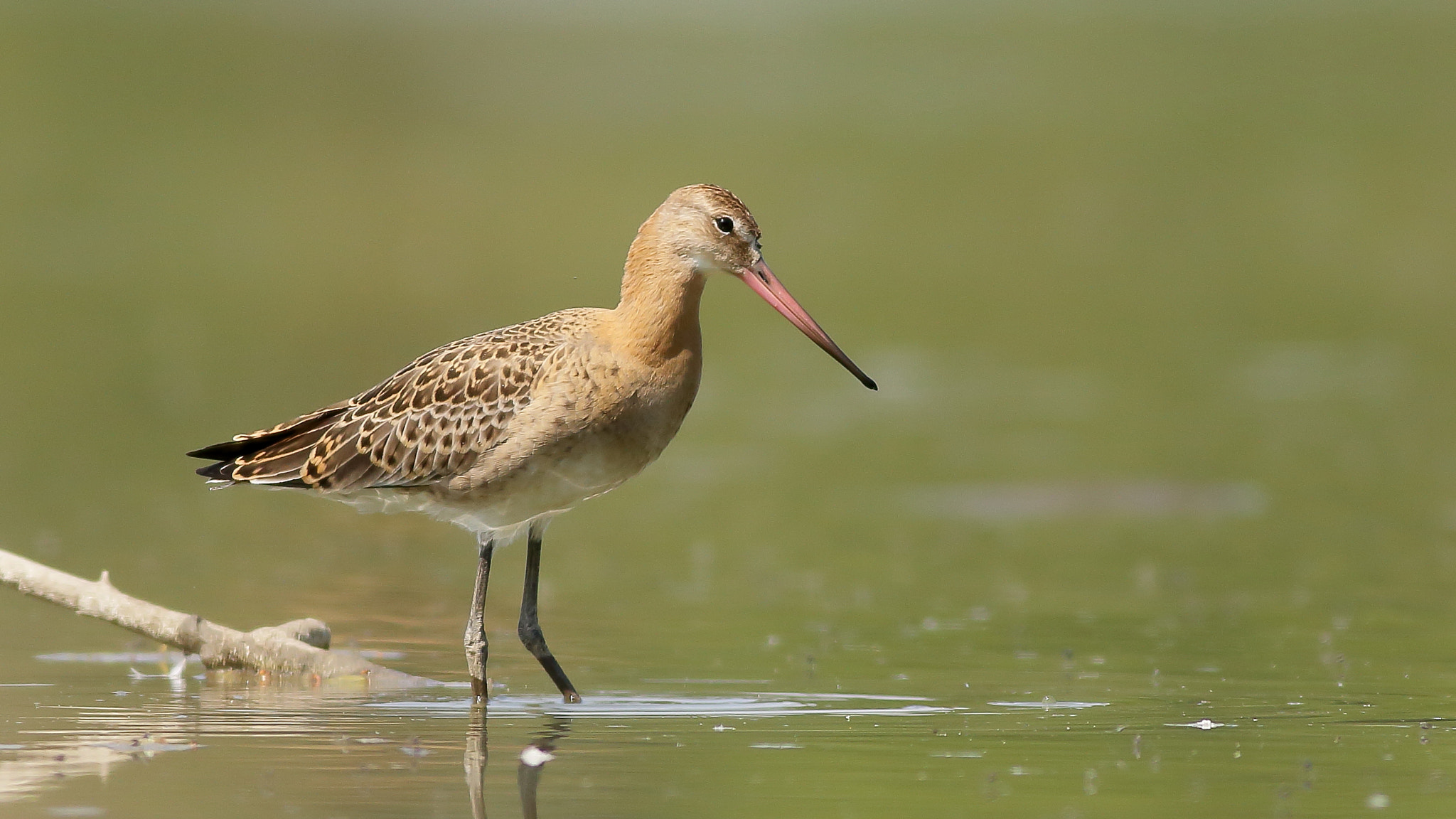 Canon EOS 70D + Canon EF 400mm F5.6L USM sample photo. Black-tailed godwit in marsh photography
