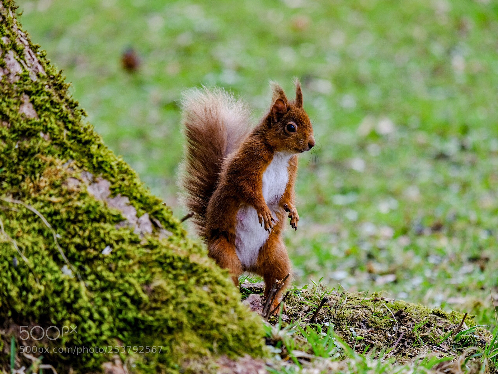 Fujifilm X-T2 sample photo. Standing squirrel  photography