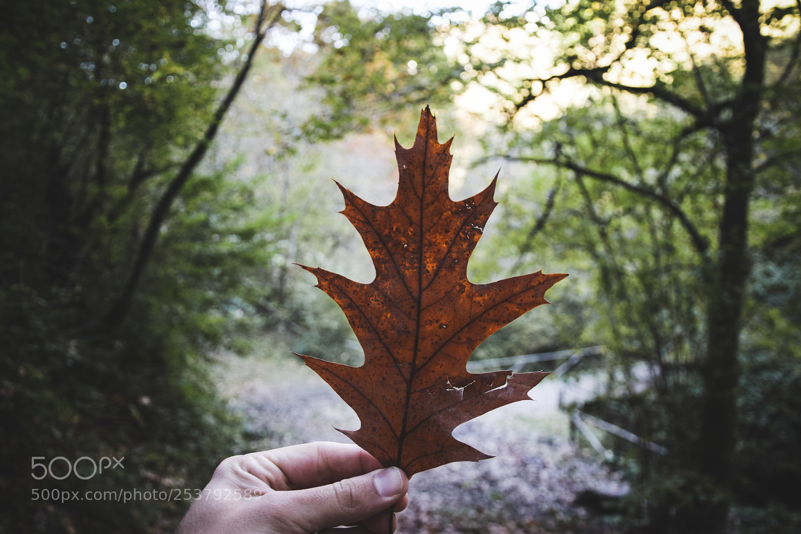 Nikon D5300 sample photo. Autumn vibes photography