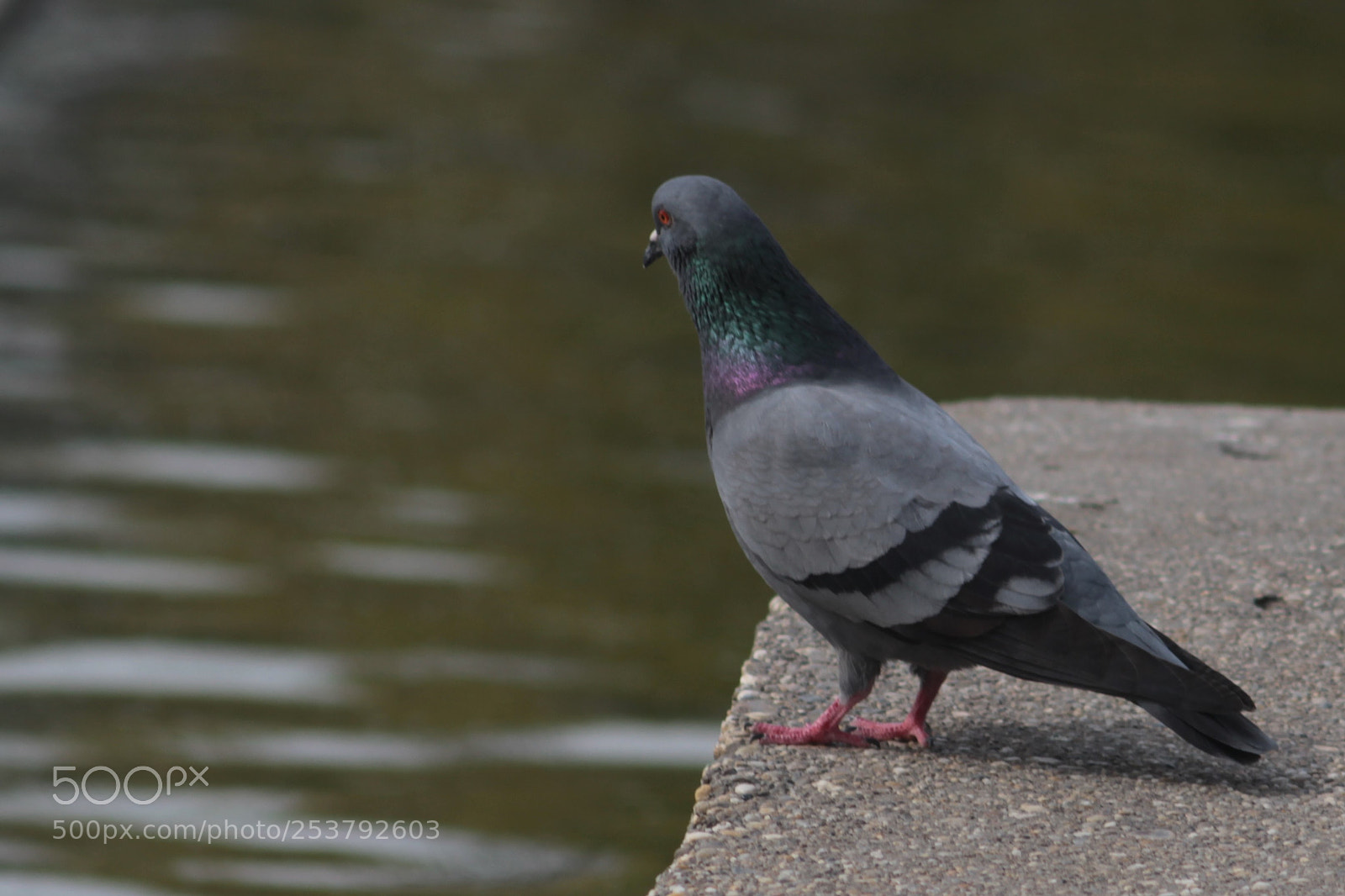 Canon EOS 100D (EOS Rebel SL1 / EOS Kiss X7) sample photo. Dove photography