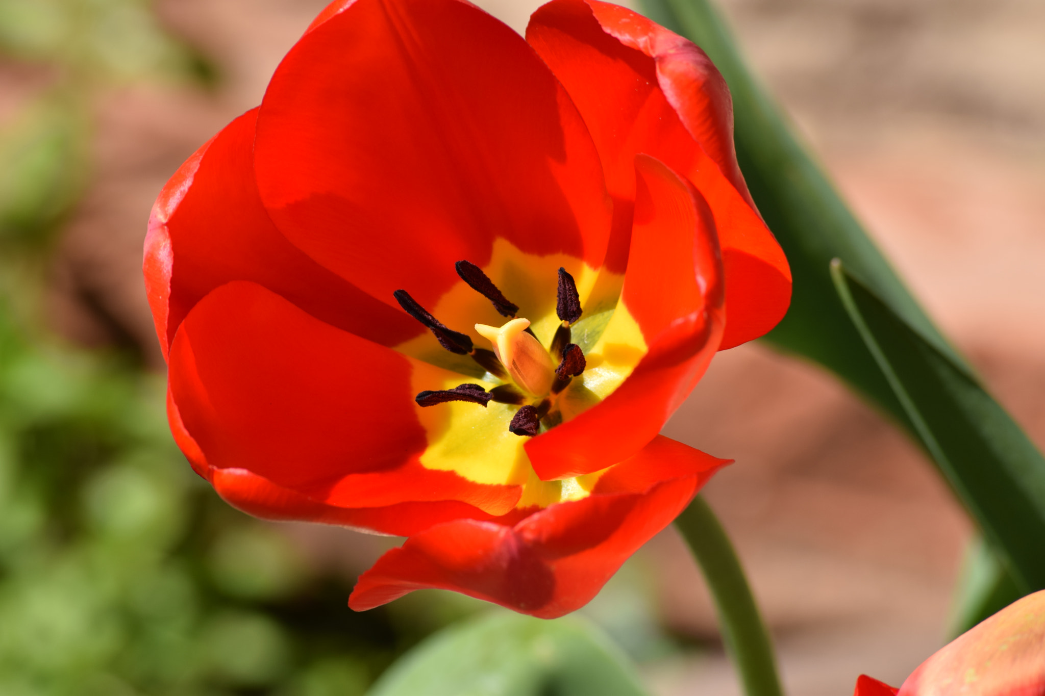 Nikon D5300 sample photo. Tulip photography
