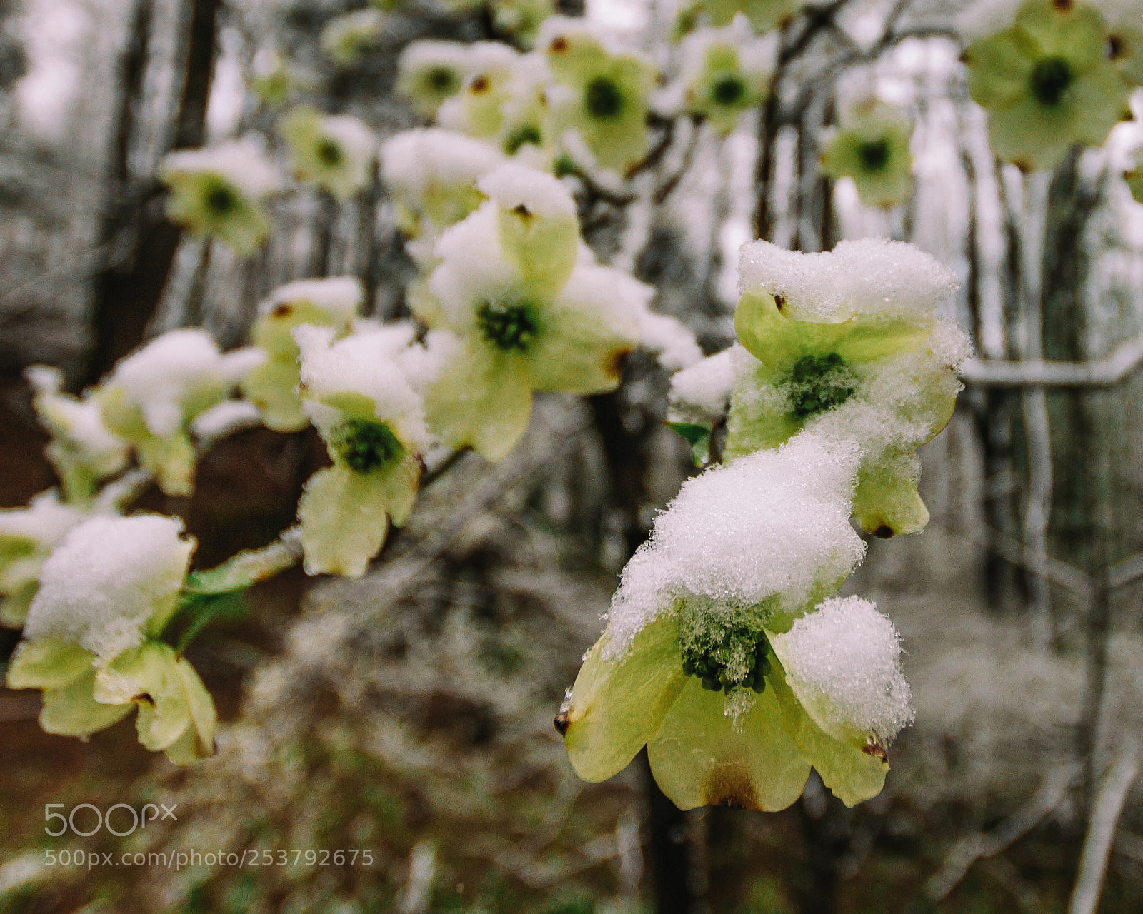 Canon EOS 7D sample photo. Dogwood, snowed in. photography