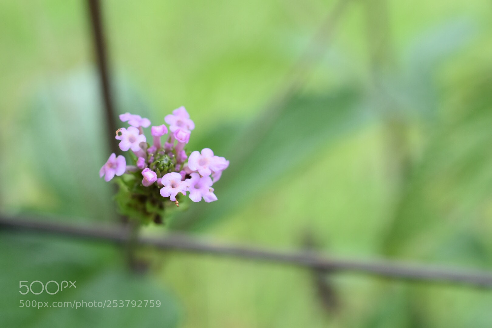 Nikon D5500 sample photo. Untitled photography