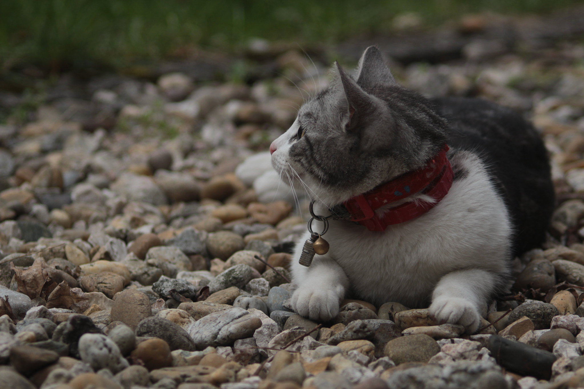 Canon EF 50-200mm f/3.5-4.5 sample photo. There is something interesting photography