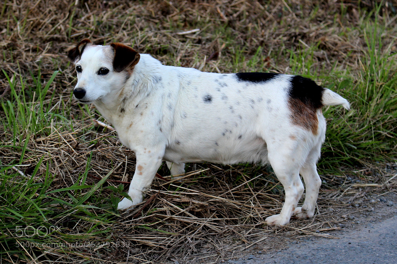 Canon EOS 100D (EOS Rebel SL1 / EOS Kiss X7) sample photo. Daily strolls photography