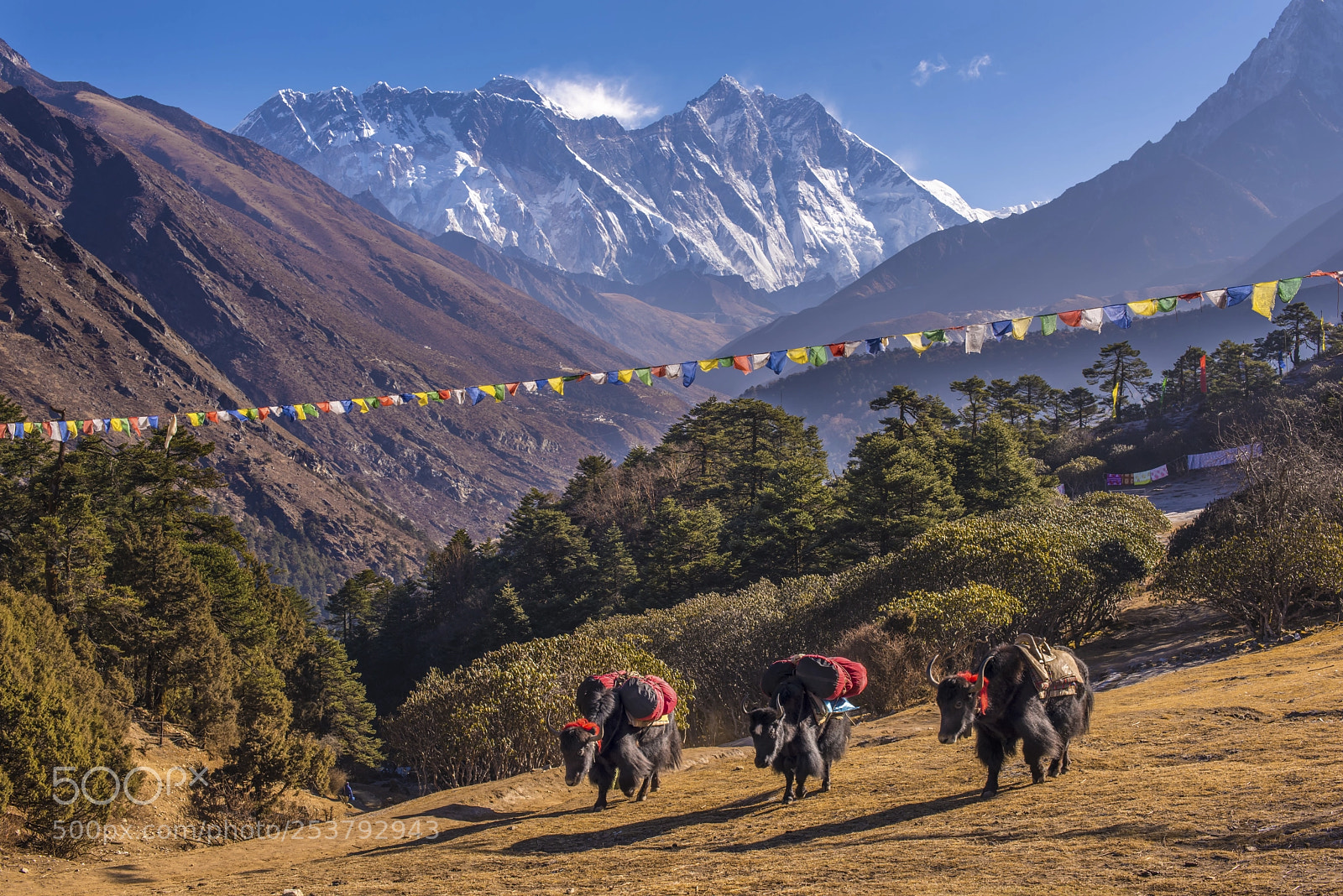 Nikon D810 sample photo. Yaks, prayer flags and photography