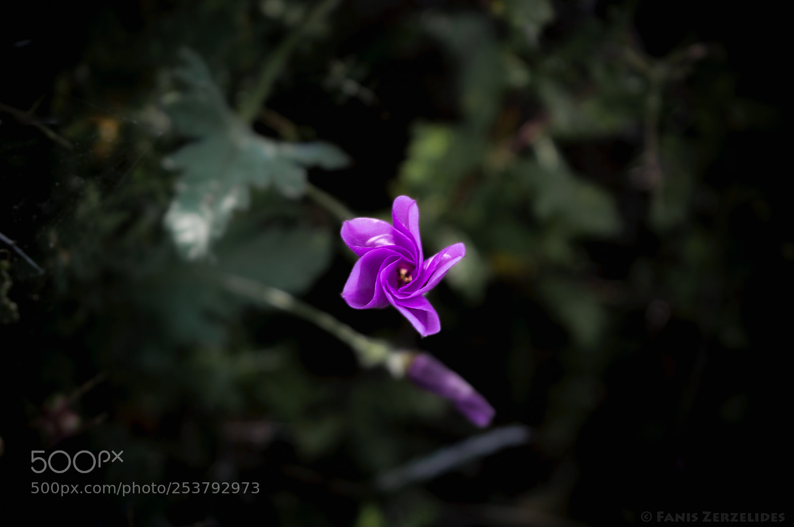 Nikon D5200 sample photo. Purple swirl photography