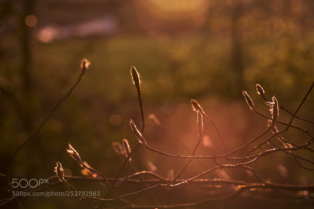 Nikon D3200 sample photo. Spring haze photography