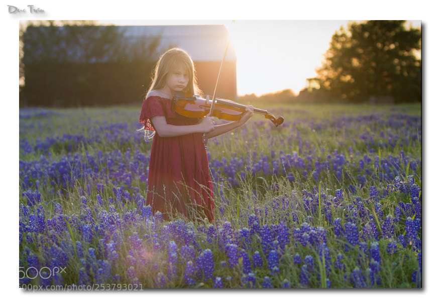 Canon EOS-1D Mark IV sample photo. The little violinist photography