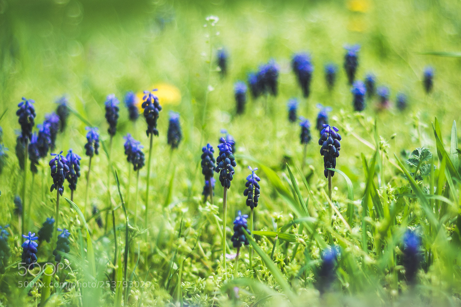 Nikon D7100 sample photo. Grape hyacinth photography
